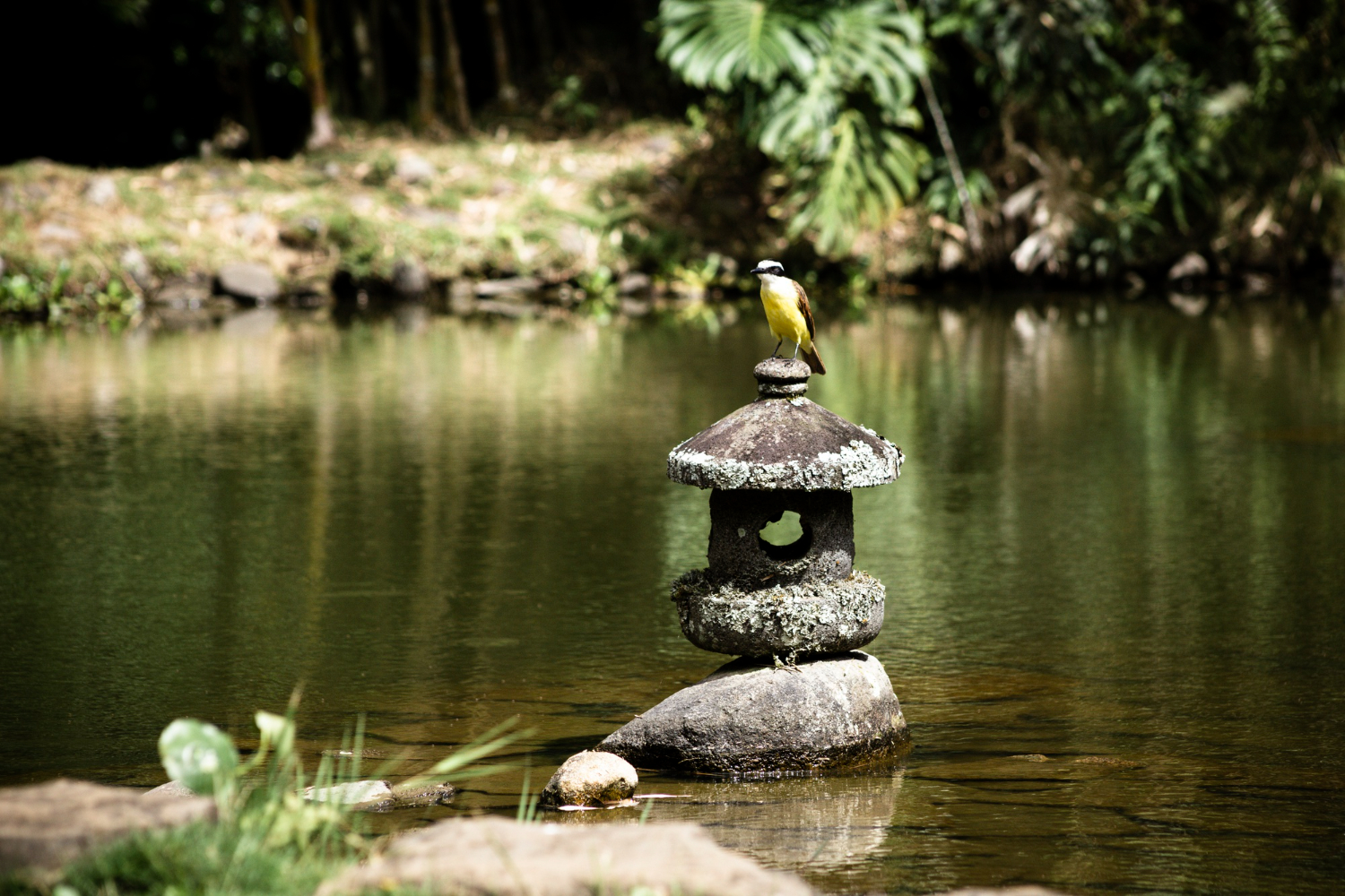 Petit oiseau au plumage jaune perché sur une lanterne japonaise traditionnelle en pierre (Toro) au centre d'un bassin d'eau calme, ambiance zen.