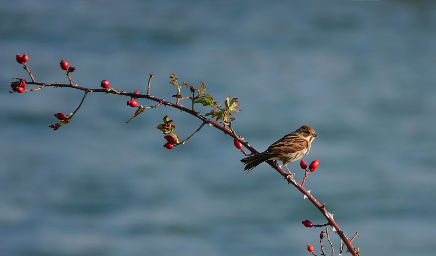 Un rouge gorge sur une branche d'églantier, qui semble méditer au-dessus du Tarn à Millau