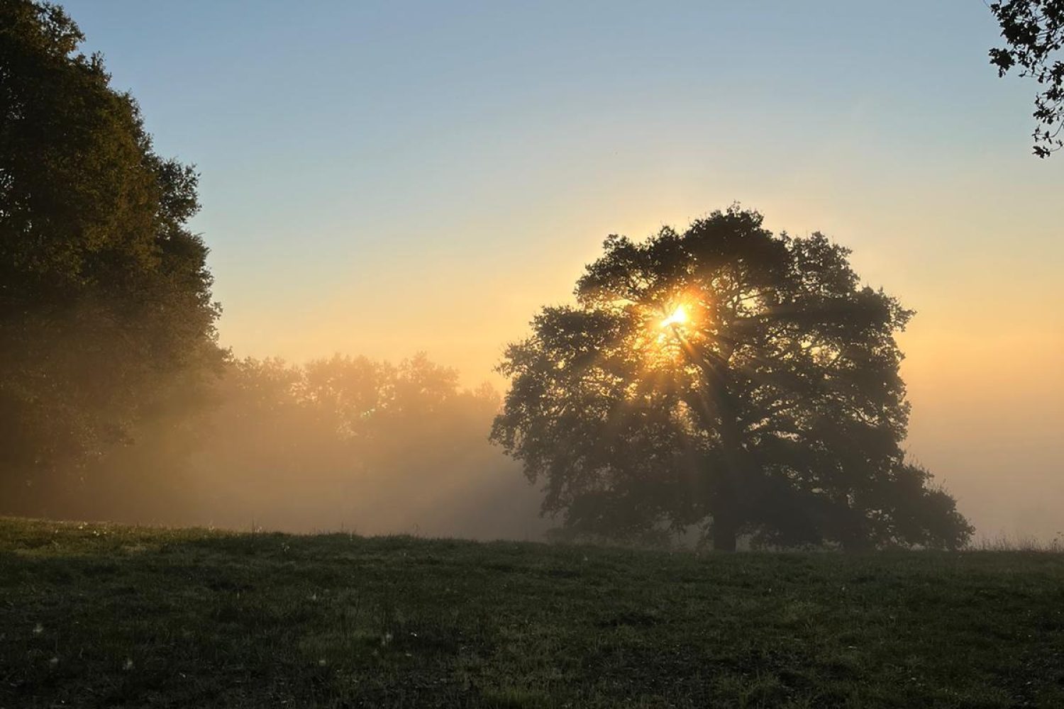 Lever de soleil rayonnant à travers un arbre majestueux dans la brume, parfait pour symboliser l'éveil de la conscience et la clarté retrouvée en sophrologie.